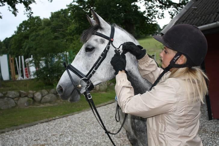 New Forest Zorro - <3 By AstaFink FJ photoes billede 14