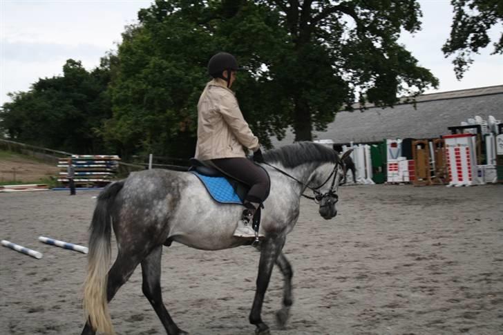 New Forest Zorro - By AstaFink FJ photoes billede 15