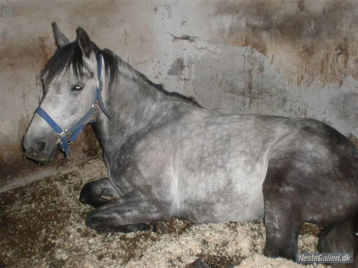 New Forest Zorro - Min trætte dreng <3 billede 16