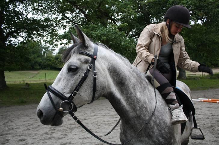 New Forest Zorro - Så blir´ der lige rettet bøjler :b By AstaFink FJ photoes billede 17