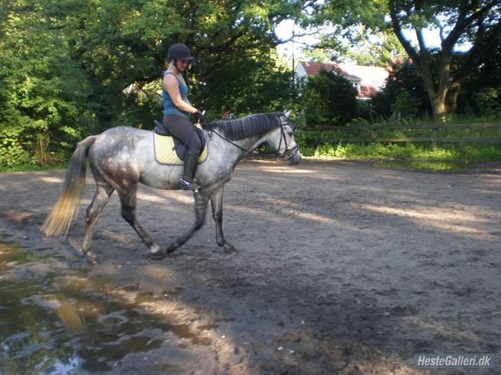 New Forest Zorro billede 18