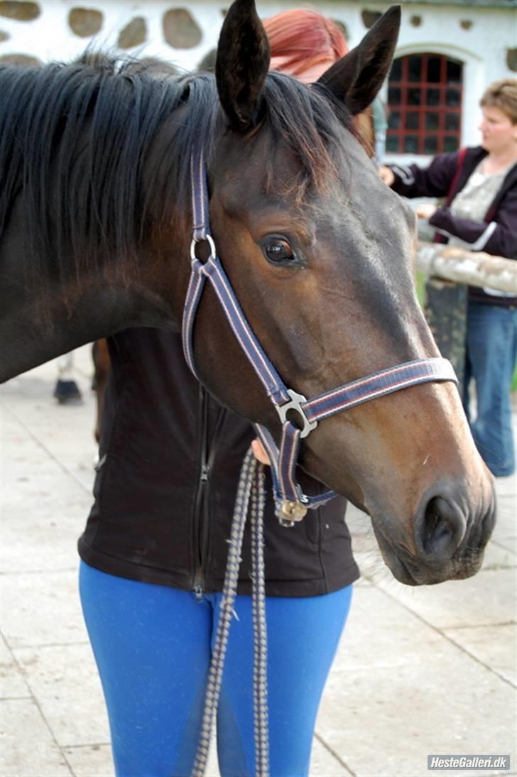 Oldenborg Horsmarks Farinella SOLGT - første dag :P billede 1