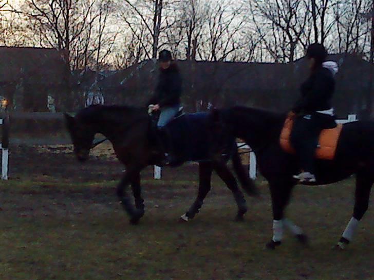 Oldenborg Horsmarks Farinella SOLGT - Ridning  billede 2