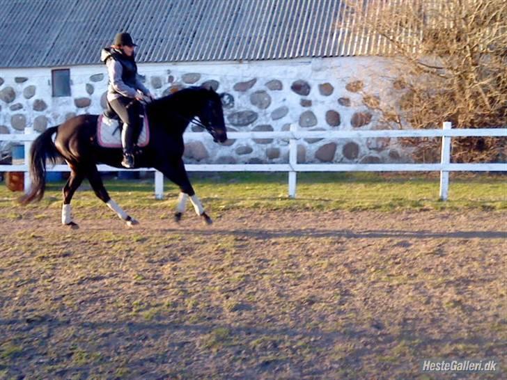 Oldenborg Horsmarks Farinella SOLGT - Ridning 11/04 også første galop på bane billede 4