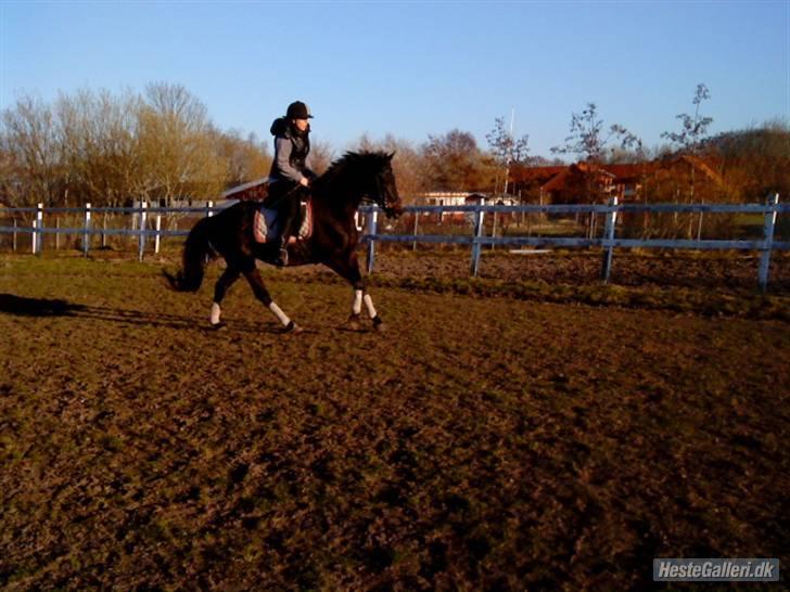 Oldenborg Horsmarks Farinella SOLGT - ridning 11/04 også første glop på bane billede 5