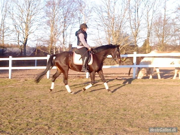 Oldenborg Horsmarks Farinella SOLGT - ridning 11/04 billede 6