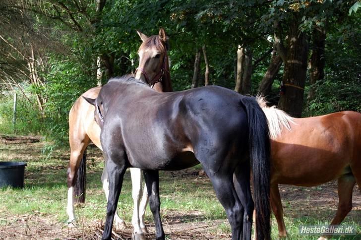 Oldenborg Horsmarks Farinella SOLGT - Første dag hun var her :P billede 7