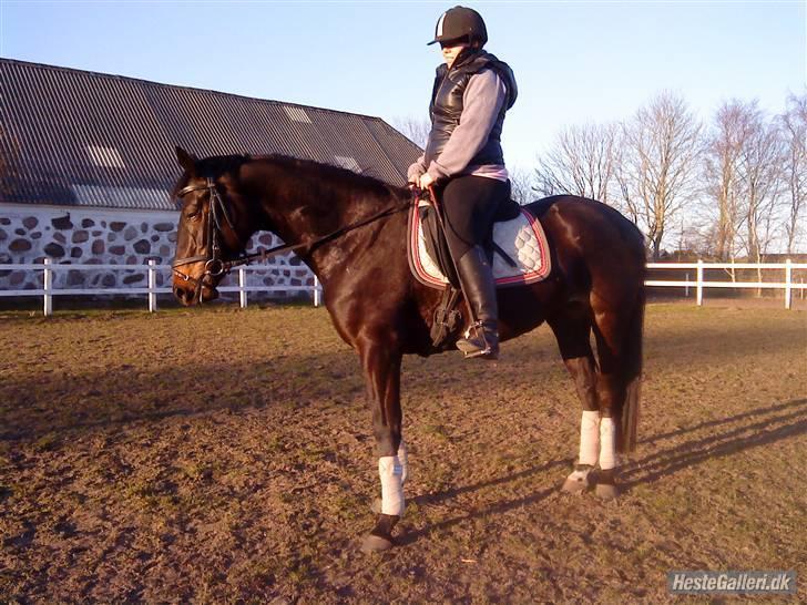 Oldenborg Horsmarks Farinella SOLGT - Ridning 11/04 billede 9