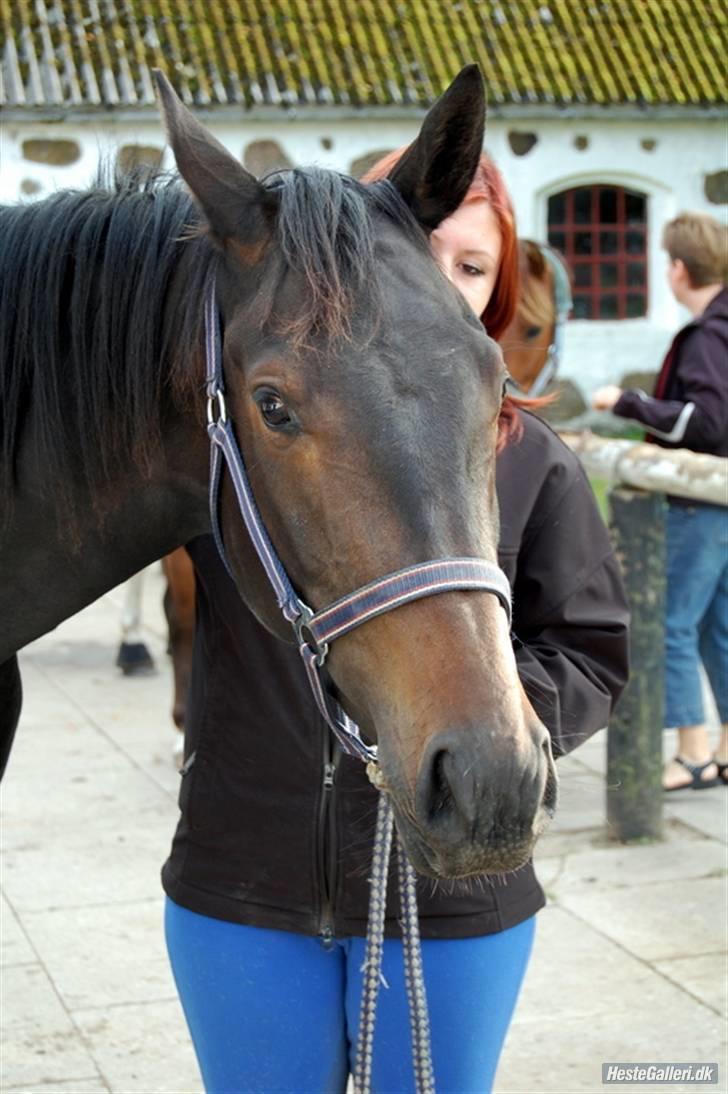 Oldenborg Horsmarks Farinella SOLGT - da hun kom :p billede 11