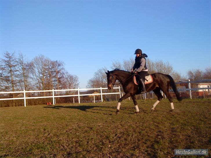 Oldenborg Horsmarks Farinella SOLGT - Ridning 11/04 billede 12