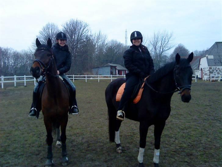 Oldenborg Horsmarks Farinella SOLGT - Så kom hun endelig<3 billede 13