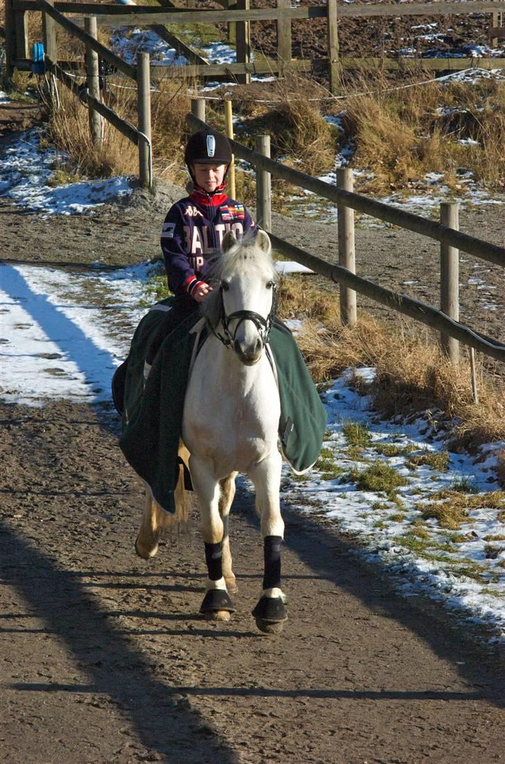 Irsk Sportspony Colligan's B.J. (Solgt) - jar man fri trav, sådan billede 12