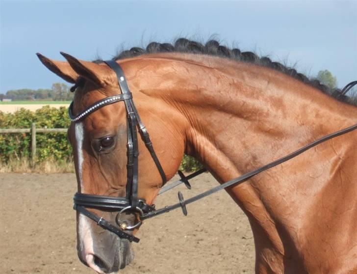 Dansk Varmblod Diplomat´s Charmaine (solgt) - Nyeste investering. Os-trensen, som jeg har ønsket mig i 5 mio. år!  :D billede 16