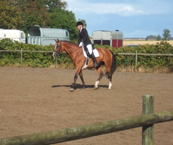 Dansk Varmblod Diplomat´s Charmaine (solgt) - dygtiiig! :D billede 17