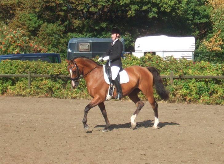 Dansk Varmblod Diplomat´s Charmaine (solgt) - D5 mesterskab på Lolland. Red ikke de vilde procenter, men hun var rigtig fin :D billede 18