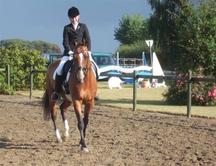 Dansk Varmblod Diplomat´s Charmaine (solgt) - så fiiin <3 billede 19