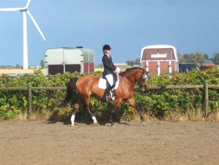 Dansk Varmblod Diplomat´s Charmaine (solgt) - Der er i hvert fald blingbling i den nye trense :P billede 20