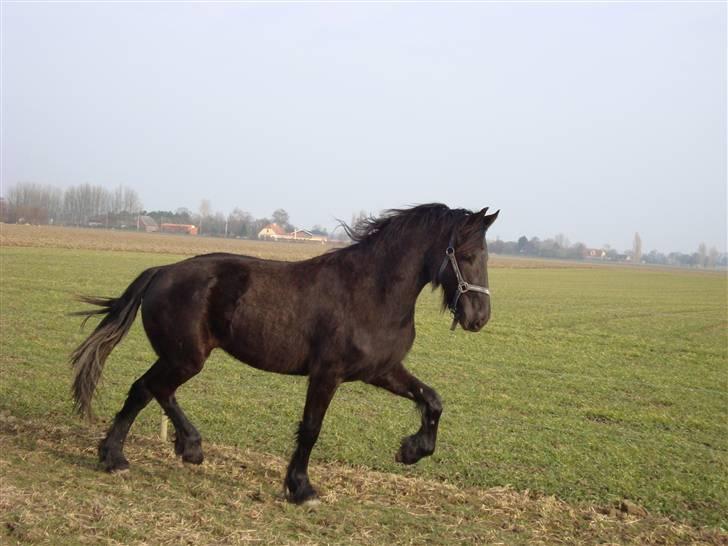 Frieser Wendelina Z billede 1