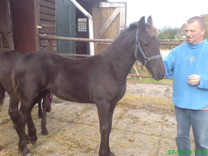 Frieser Wendelina Z billede 2