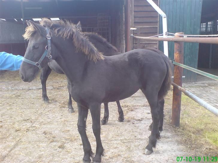 Frieser Wendelina Z billede 3