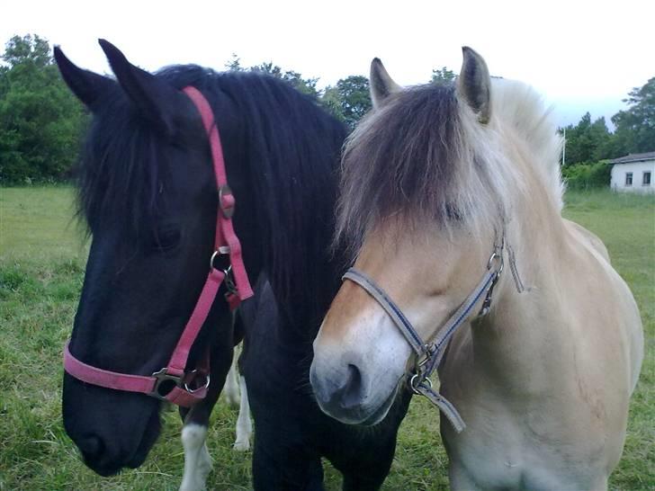 Frieser Wendelina Z - Wendelina sammen med sin bedste ven Limpo billede 4