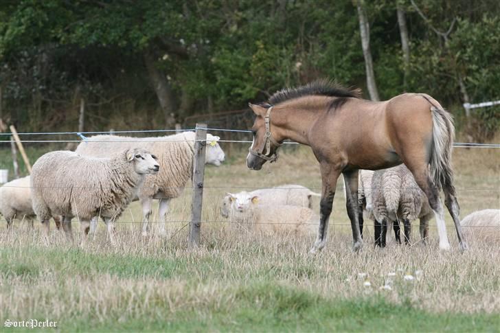 Welsh Mountain (sec A) Møllegydens pontiac - D. 30. august 2009: De er altså underlige, de der uldtotter. billede 4