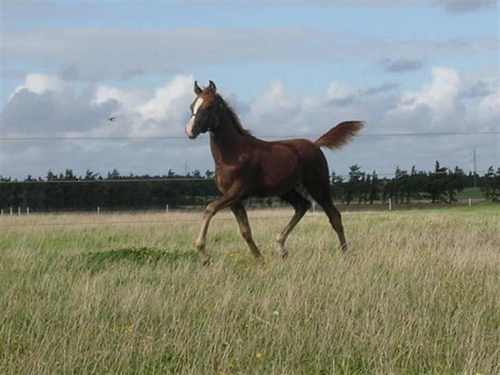 Arabisk fuldblod (OX) FE Goldie Symfoni billede 16