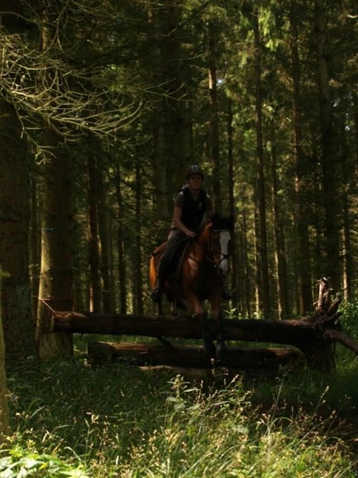 New Forest Firfod Fricazt - terrænspringning på ridelejren 09 billede 17