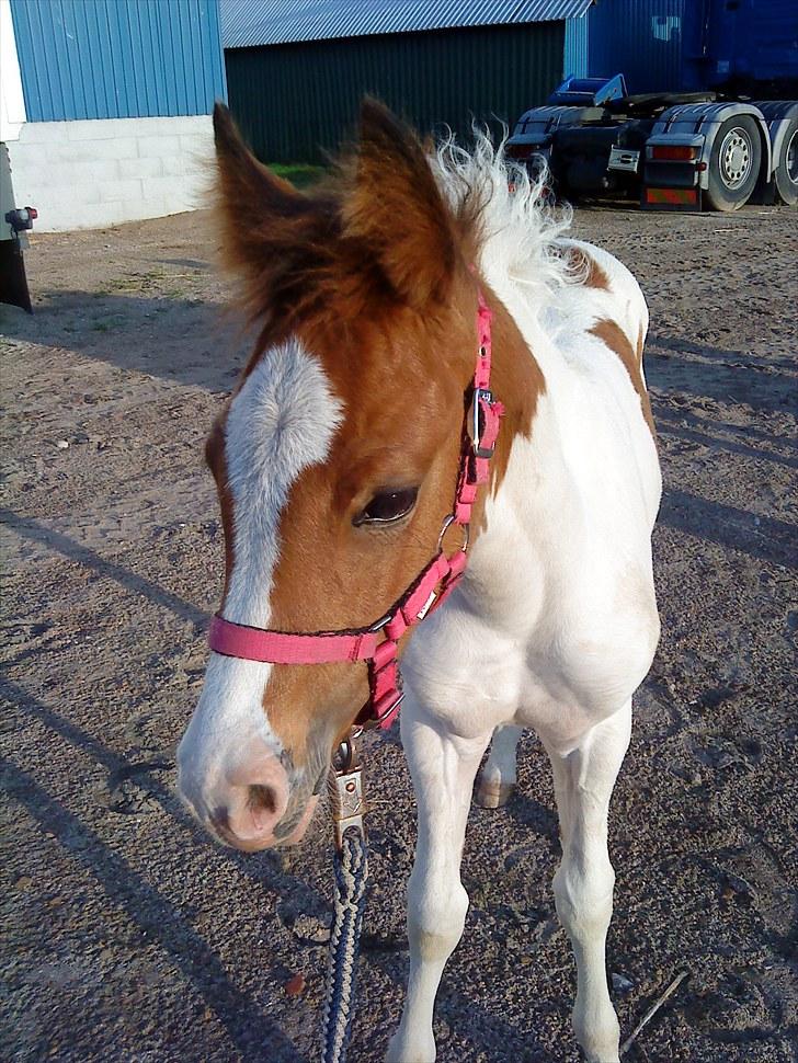 Pinto Amira De'Evolet <3 "Baby" †  - Baby 7 uger gammel, Nuuurh :D billede 19