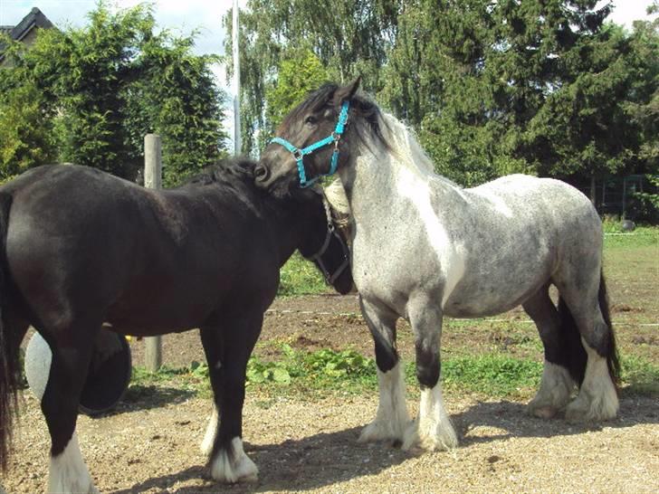 Tinker Albert  - albert og dysse hans bedste ven billede 8