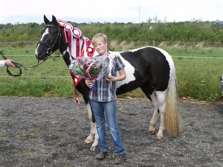 Pinto Celia Højgård - ÅRETS HOPPE 2009 Dansk Pinto billede 9