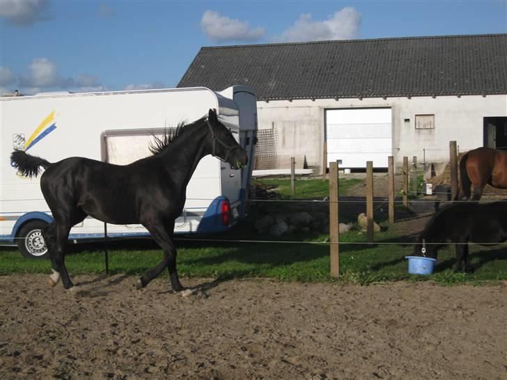 Dansk Varmblod Skønne Shiraz<3 billede 7