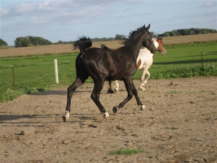 Dansk Varmblod Skønne Shiraz<3 billede 8