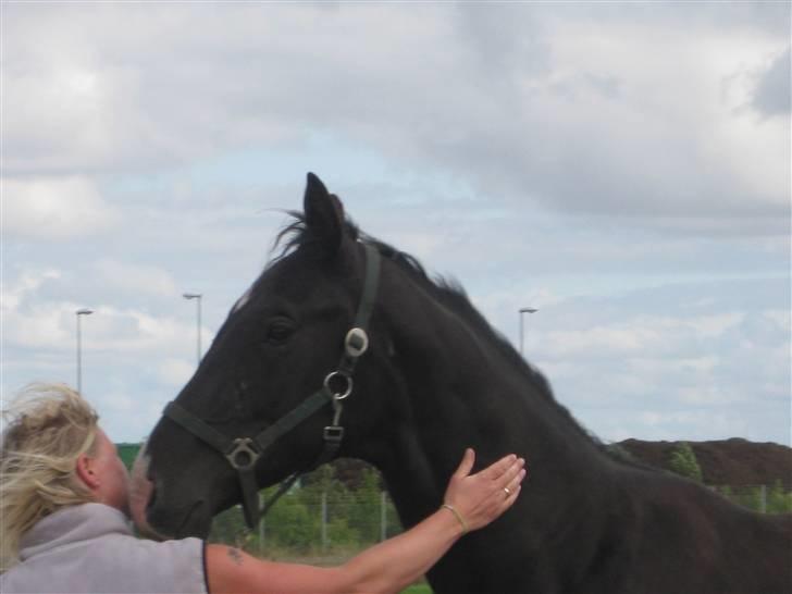 Dansk Varmblod Skønne Shiraz<3 billede 9