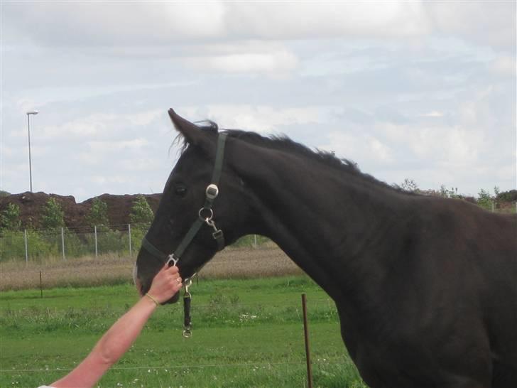 Dansk Varmblod Skønne Shiraz<3 billede 10