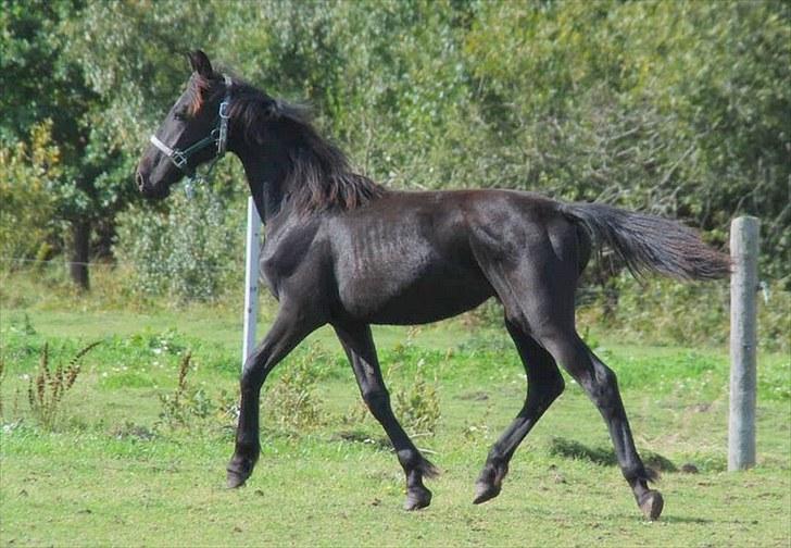 Anden særlig race - Ravnholts Miss Diva  - Velkommen til Diva´s profil :-) billede 1