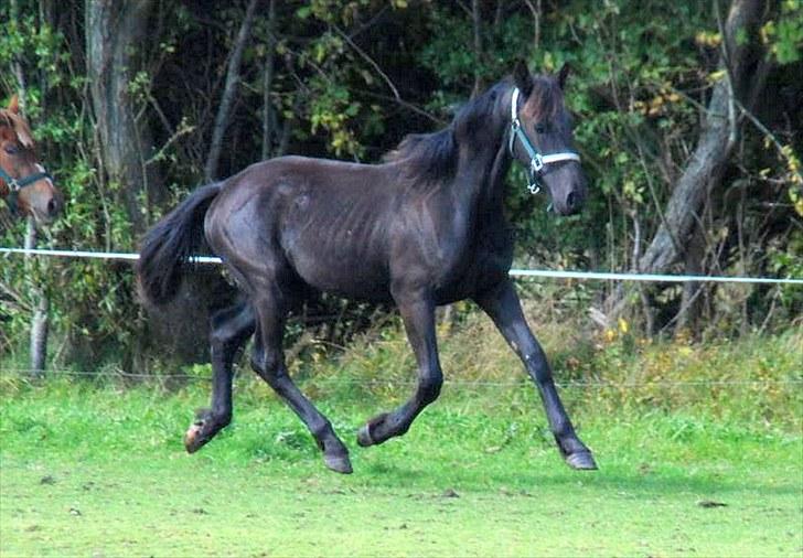 Anden særlig race - Ravnholts Miss Diva  - 1 år. billede 2