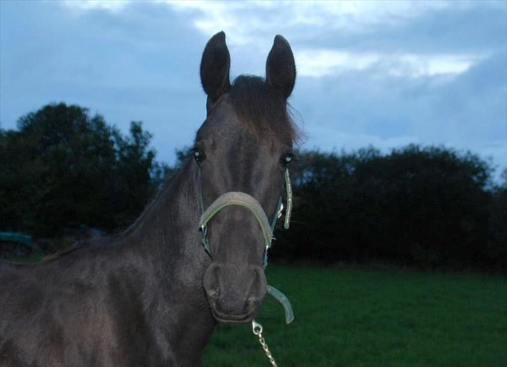 Anden særlig race - Ravnholts Miss Diva  - 1år. billede 4
