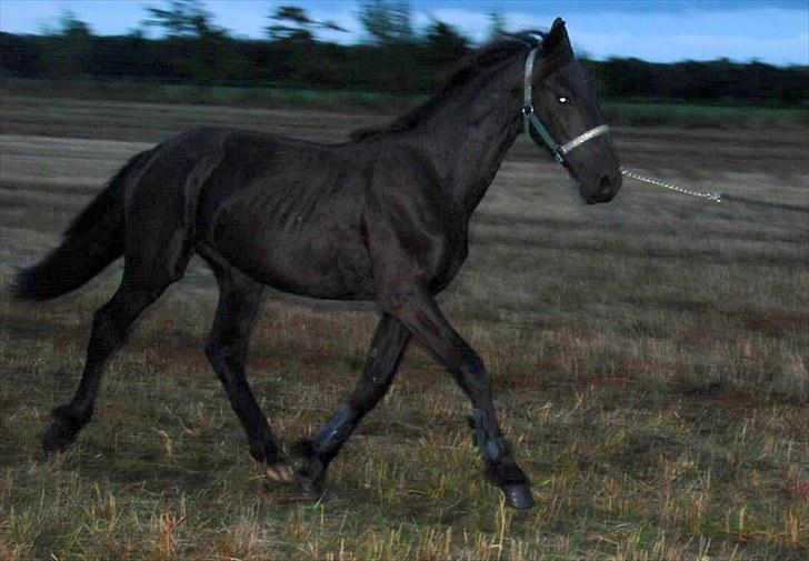 Anden særlig race - Ravnholts Miss Diva  - 1 år. billede 5