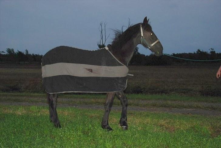 Anden særlig race - Ravnholts Miss Diva  - 1 år og med dækken på første gang. billede 6