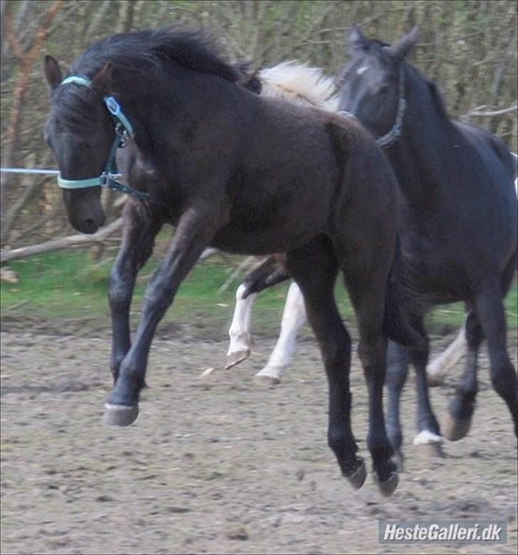 Anden særlig race - Ravnholts Miss Diva  - ½ år gammel og fuld af krudt. billede 7