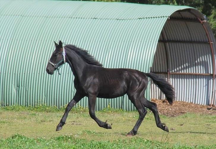 Anden særlig race - Ravnholts Miss Diva  - 1 år billede 8