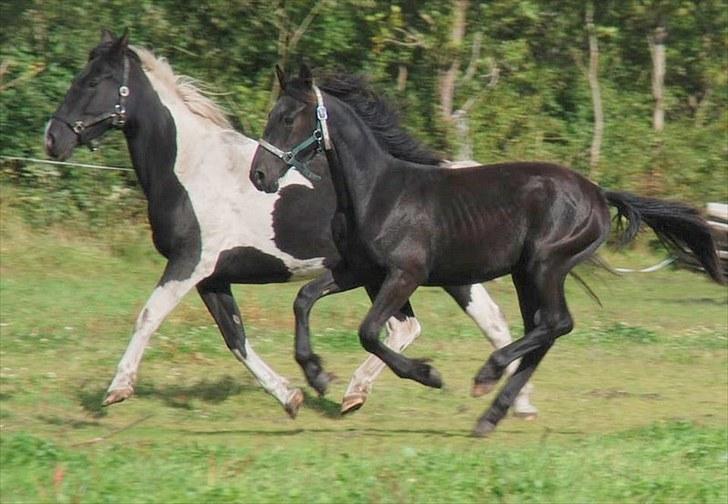 Anden særlig race - Ravnholts Miss Diva  - 1 år billede 9