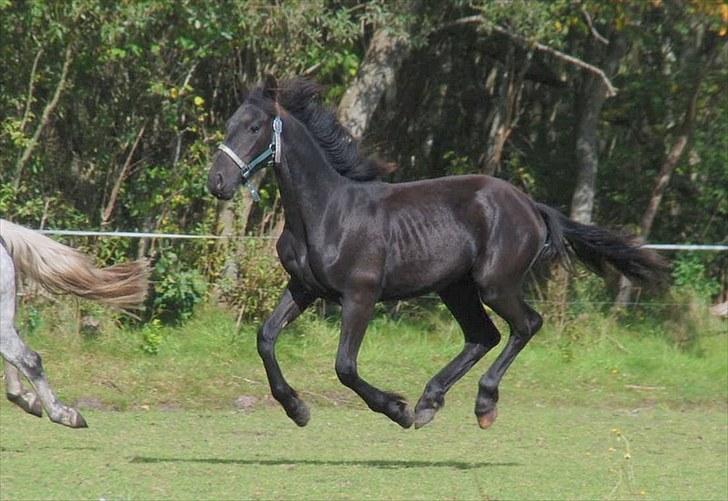Anden særlig race - Ravnholts Miss Diva  - 1 år billede 10