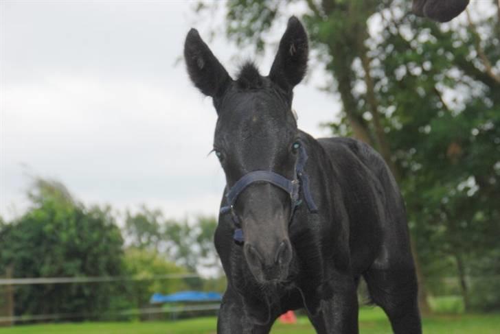Anden særlig race - Ravnholts Miss Diva  - 1 dag. billede 11