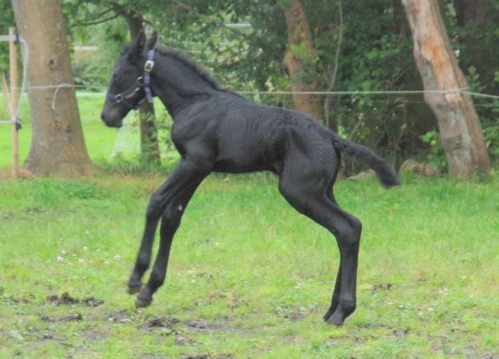 Anden særlig race - Ravnholts Miss Diva  - 1 dag. billede 12