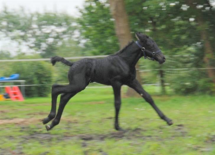 Anden særlig race - Ravnholts Miss Diva  - 1 dag. billede 13
