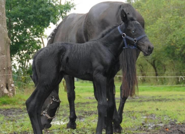 Anden særlig race - Ravnholts Miss Diva  - 1 dag. billede 14