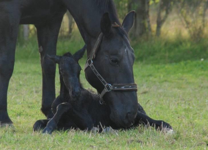 Anden særlig race - Ravnholts Miss Diva  - Her er hun lige blevet født ude på marken. 12 dage før tid. billede 15
