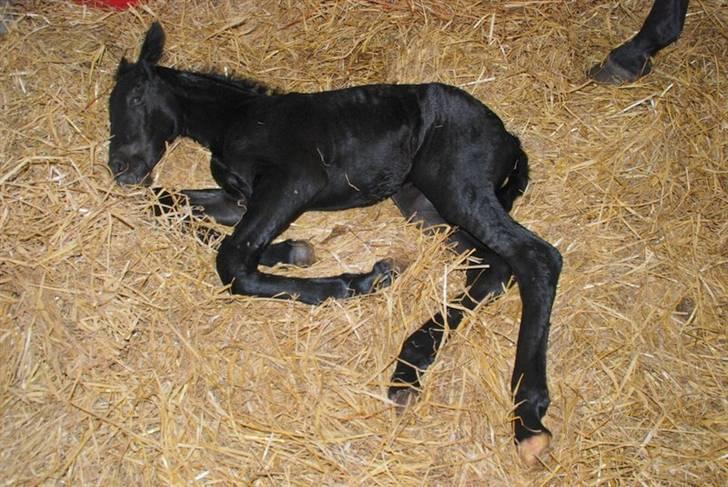 Anden særlig race - Ravnholts Miss Diva  - 1 dag. billede 16